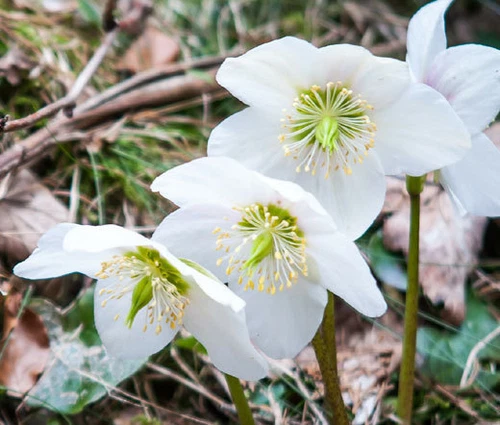CHRISTMAS ROSE Helleborus Niger - 60 Bulk Seeds