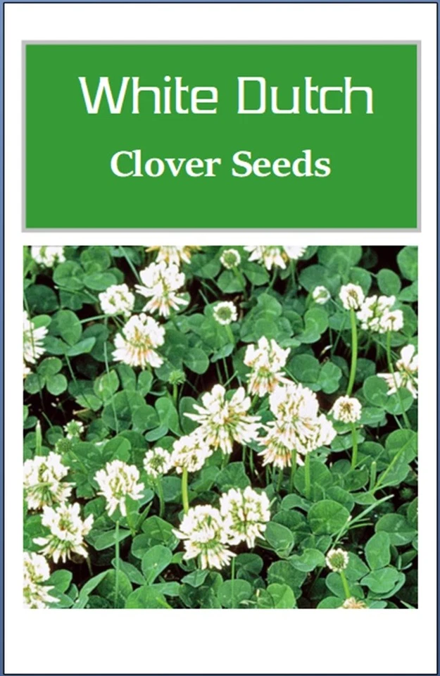 Semillas de cultivo con cubierta de trébol holandés blanco | NO TRANSGÉNICO | Reliquia | Semillas de flores frescas Foto 2 de 2