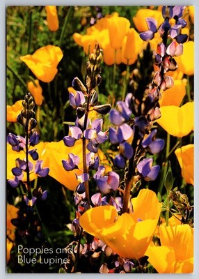 Postcard Poppies Blue Lupine CA Desert Flowers California Southwest
