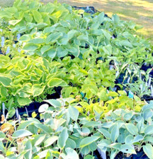 Hosta Shade Garden Collection 5 potted Plants 9cm pots indivually labelled