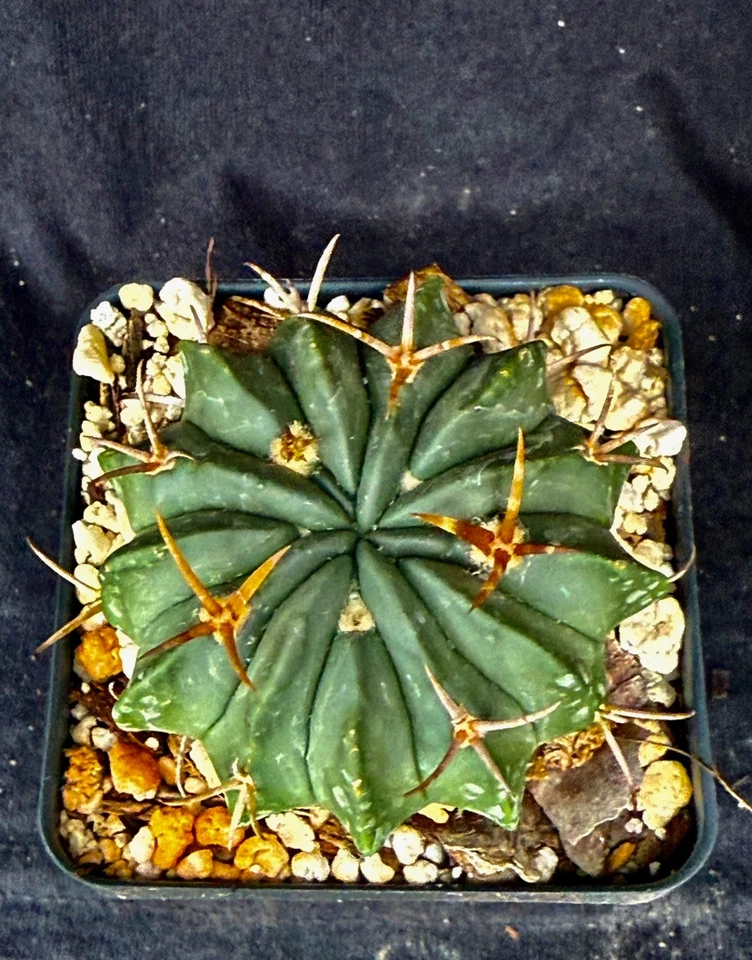 Stenocactus coptonogonus, cactus plants - Image 2 of 4