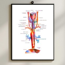 Póster de anatomía aplicada de la tráquea de la tráquea de la aorta tráquea impresión artística