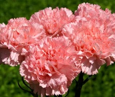 CARNATION GRENADIN ROSE Dianthus Caryophyllus - 100 Bulk Seeds