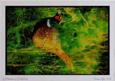 707007 Ring necked Pheasant Watercolour Picture Ltd Ed A3