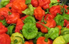 Pepper Aji Dulce  100 seeds