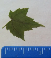 5pcs Maple Tiny Pressed Leaves  Dried for Crafts