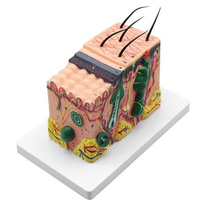 Human Anatomical Skin Subcutaneous Tissue Dissection model Anatomy Teaching Aids