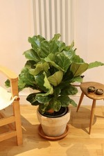 Large Ficus Lyrata (Fiddle Leaf Fig) Statement Indoor House Plant 80cm Tall