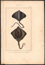 1850 Fish Engraving Stretch Stray Sephen Curly Stray Natural History