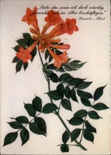 Flowers Heinrich von Kleist old age quote Germany vintage postcard m447