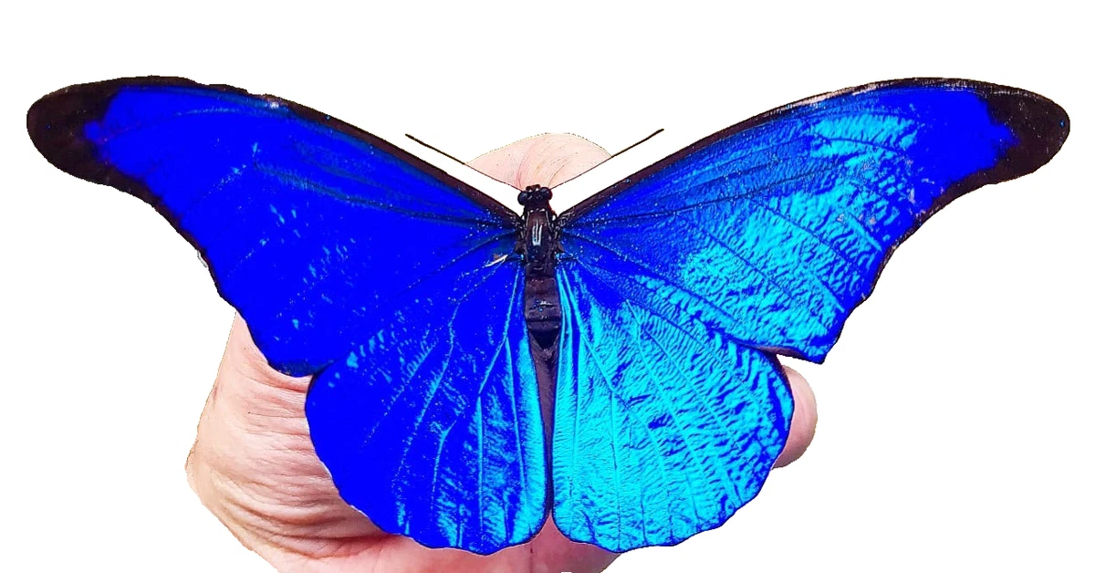25+ Rare Butterfly for sale | Updated Oct 2026