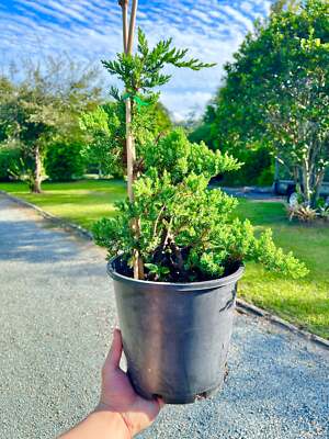 8 Inch Twisted Staked Juniper DIY Pre Bonsai Tree