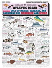 Atlantic Saltwater Fish Identification #5 - Waterproof Quick Reference Guide
