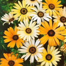 100 African Daisy - Mix Seeds (Dimorphotheca Aurantiaca) Flower Seeds USA SELLER