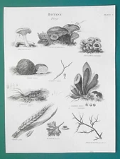 MUSHROOMS Fungi Genus Merulius Trichia Tuber Uredo - 1820 A. REES Antique Print