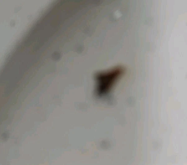 Набор из 4 неиспользованных эмалированных обеденных тарелок 10 дюймов круглая обеденная тарелка с серебряным ободком! - Изображение 4 из 4