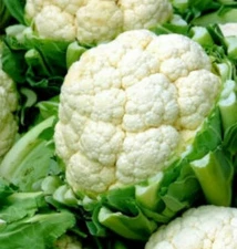 CAULIFLOWER SEEDS 300+ SNOWBALL Y IMPROVED vegetables CULINARY free shipping