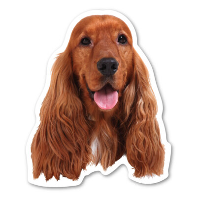 English Cocker Spaniel  Magnet