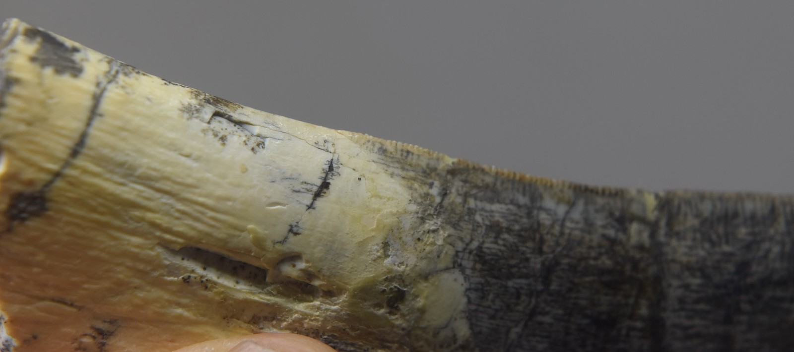 Large Fossilized Tyrannosaurus Rex T-Rex Dinosaur Fossil Tooth 5"