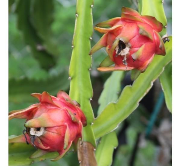 Dragon Fruit Cactus Plant 1 Gallon for sale online eBay