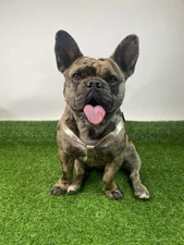 Dog Fashion Design Harness Leash Set Pet Supplies M/L Dog Clothes Puccci