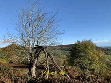Photo 12x8 Dead tree On Deri c2021