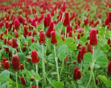 Crimson Red Clover Seed, (5 lb. Pack), Food Plot Seed, Cover Crop, Bee Forage