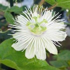 Passiflora foetida Alba | Love In A Mist | Running Pop | 5 Seeds