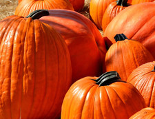 25 Fresh, Jack-O-Lantern, Pumpkin, Heirloom Seeds, Non-GMO, Free Shipping USA