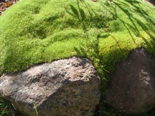 Scleranthus biflorus - Zealand Moss - Two-Flowered Knawel
