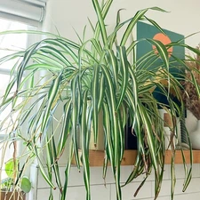 FULLY ROOTED Live Spider Plants 'Chlorophytum comosum' cuttings, Ready to plant