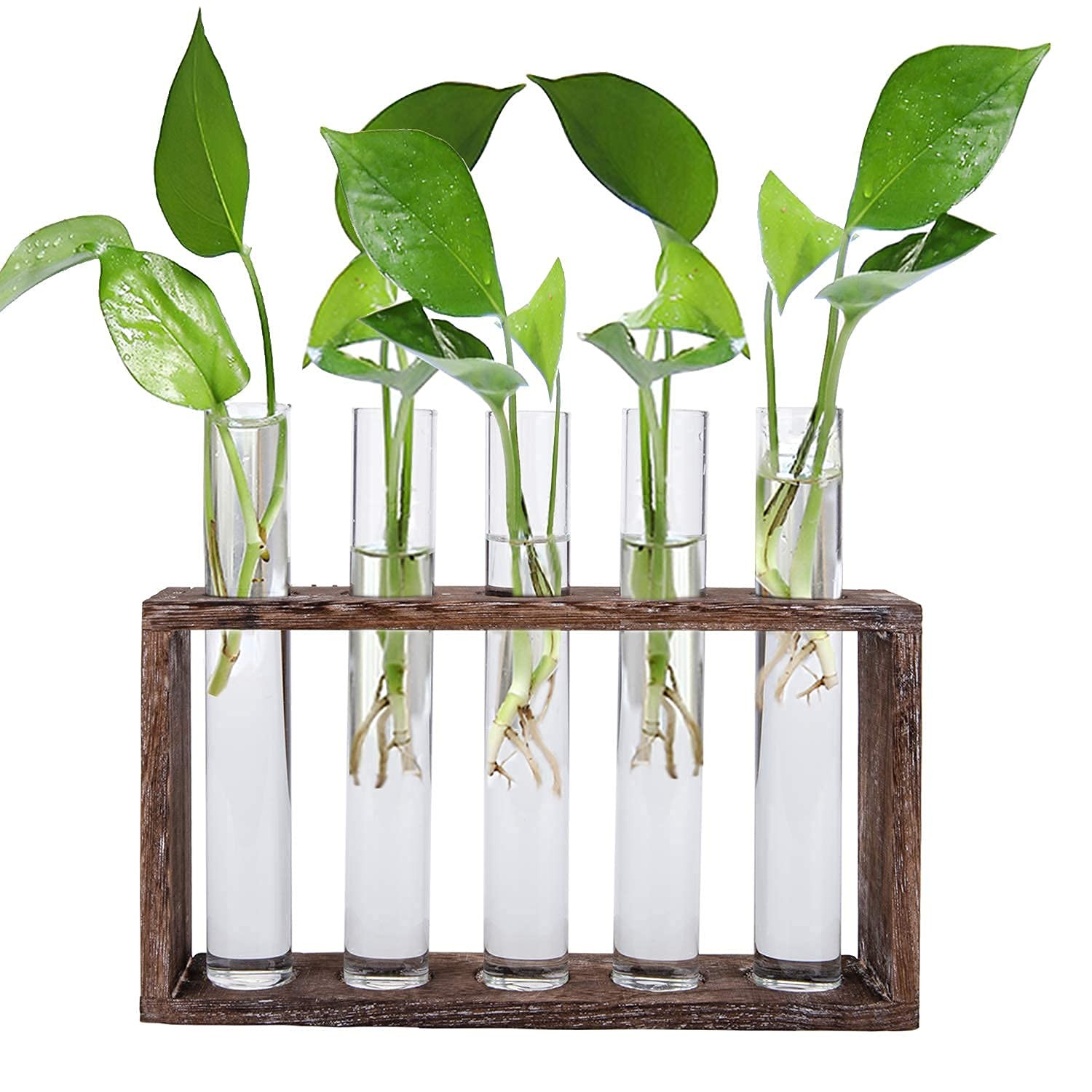 Jucoan Glass Planter Propagation Station, Wall Hanging Plant Terrarium with W...