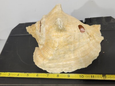 Natural beach Conch shell 8 inches fish tank decor #5 w/ harvest hole ...
