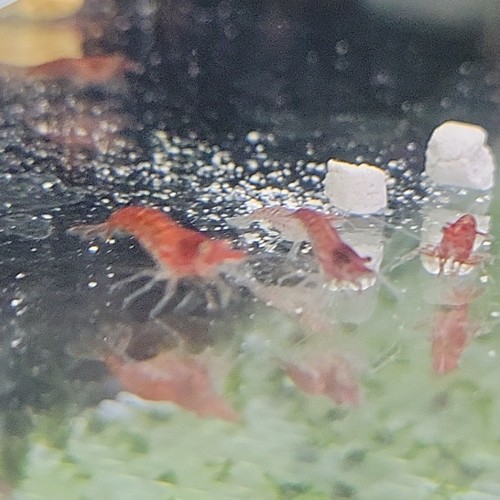 20+2 Cherry Neocaridina Freshwater Cull Shrimp USA Home Bred, Real Pictures + - Picture 19 of 20