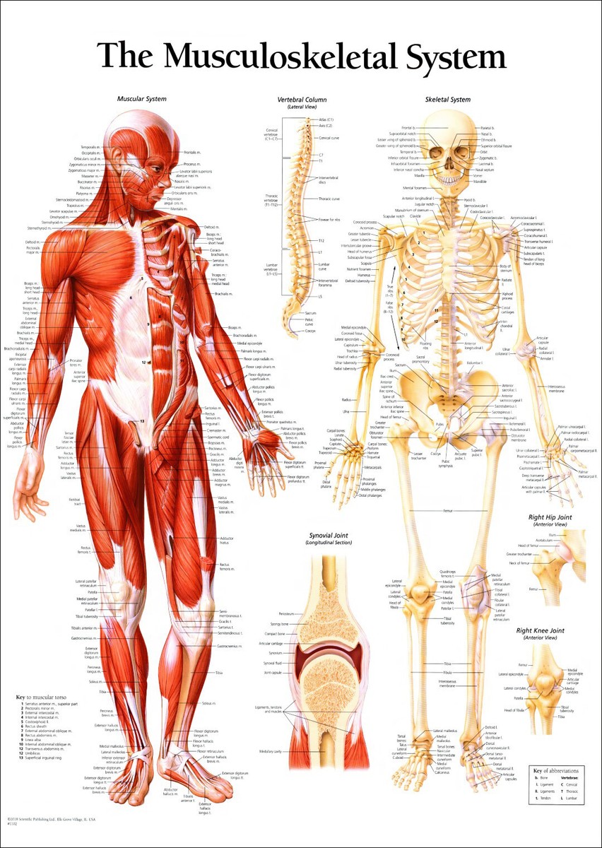 Three Labelled Muscle Lichaamsdelen 3 Labelled Diagram