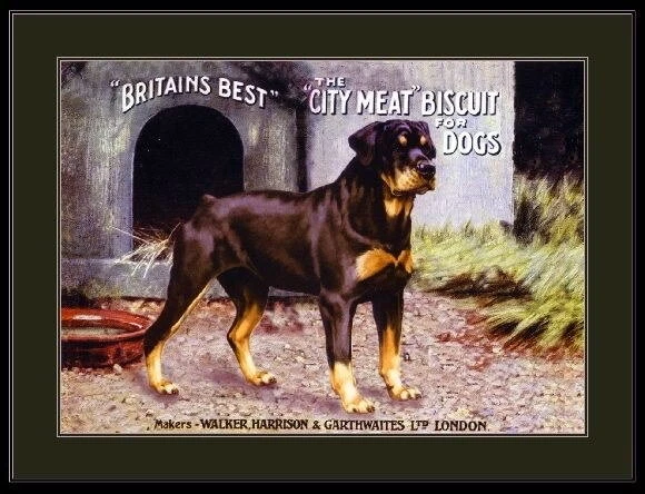 94255 English Rottweiler Dog Dogs Puppy Puppies Decor Wall Print