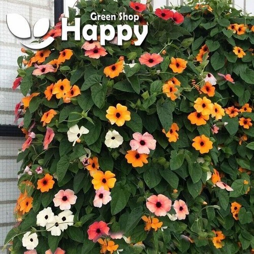 CLIMBING FLOWERS - Vines - Thunbergia Morning Glory Sweet Pea - Flower seeds - Picture 39 of 121