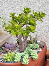 1 Bonsai- Jade Succulent , Crassula Ovata- Money Tree plant, 12  -14  Tall