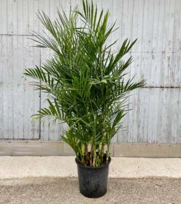 bust planter Hercules Bust Planter