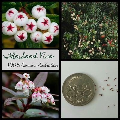 RARE Tasmanian Snow Berry Gaultheria Hispida 20 seeds UK seller