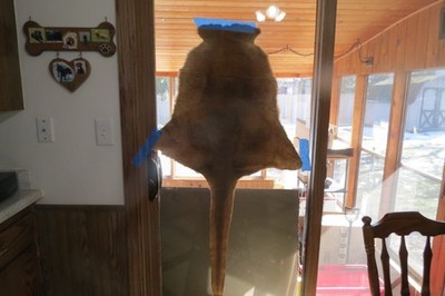 Genuine Australian Tanned Kangaroo Skin Fur Pelt Leather Hide w Tail
