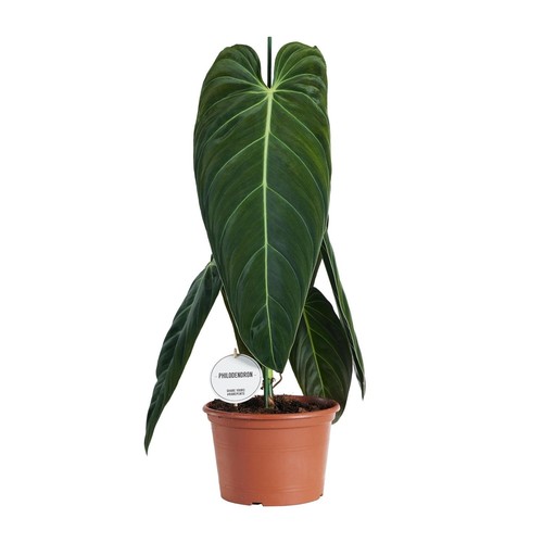 Philodendron Melanochrysum -