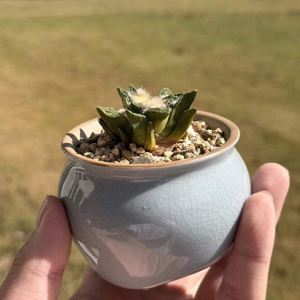 Ariocarpus Hintonii seed grown rare cactus - Image 4 of 4