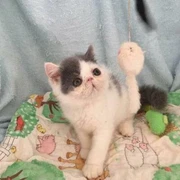 Exotic Kittens In Tamworth City Nsw Cats Kittens Gumtree