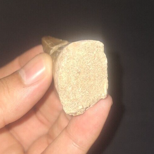 Unveiling the Pristine Power Beaugei specimen Mosasaur Teeth fossils Cretaceous - Picture 9 of 9