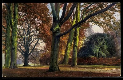 Künstler-AK Photochromie Nr. 3165: Beauty Spots of England, Beeches, Kew Garden 
