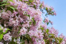 10 BEAUTY BUSH SHRUB Beautybush Kolkwitzia Amabilis Flower Seeds *Flat S/H