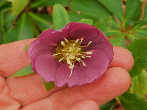 Hellebore Plant, Mature Size H608