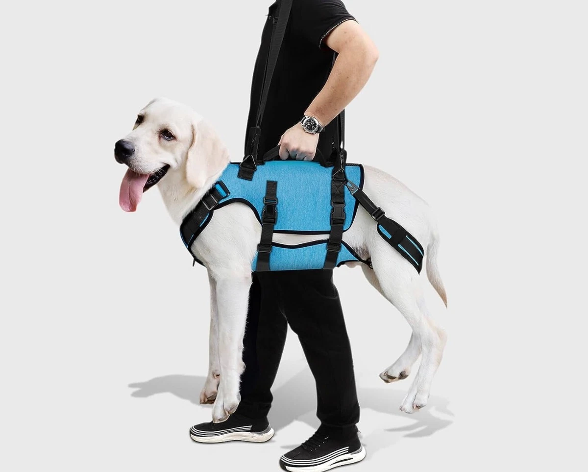 Ebay harness dog cheap