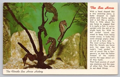 Vintage Curteichcolor Postcard - Sea Horses Marineland Florida Marine Studios